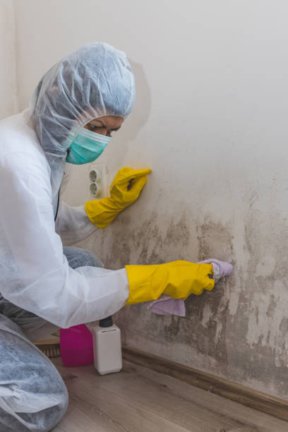 Best Environmental Consulting for Mold Prevention  in Horseshoe Bend, AR